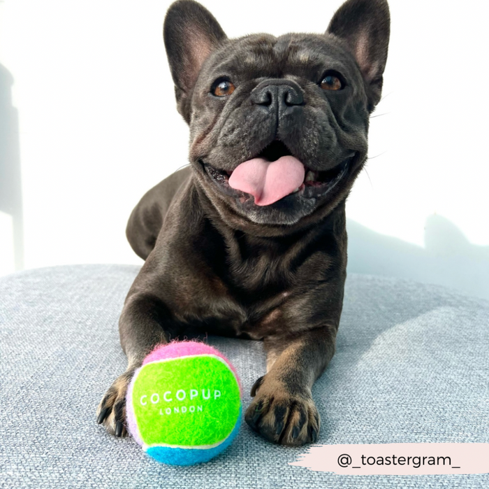 French Bulldog with a beige Cocopup London tennis ball holder and ball set on a gray surface.