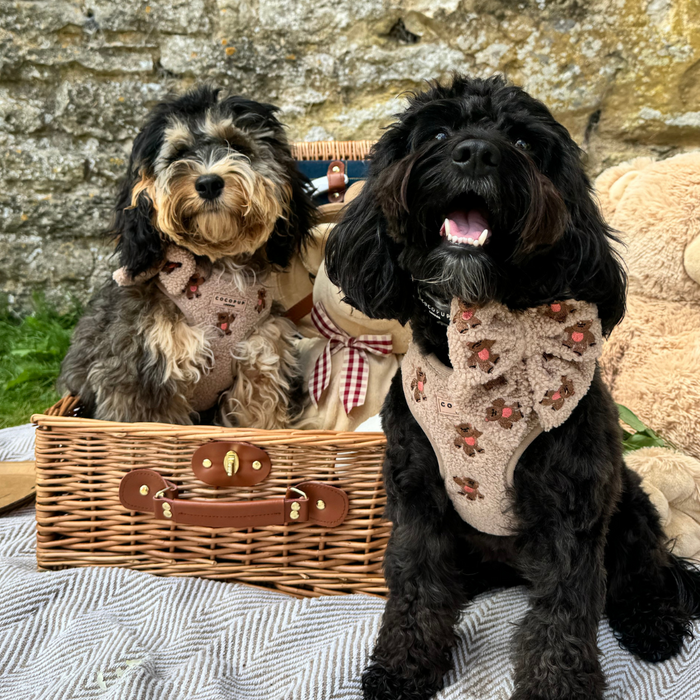 Two small dogs in beige embroidered teddy harnesses sit beside a picnic basket on a blanket.