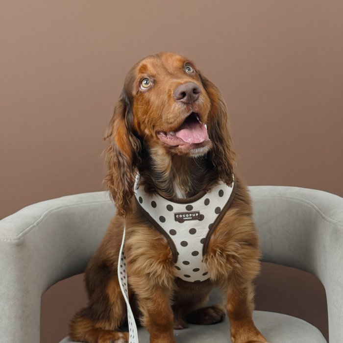 Tiramisu Polka Dot Adjustable Neck HARNESS