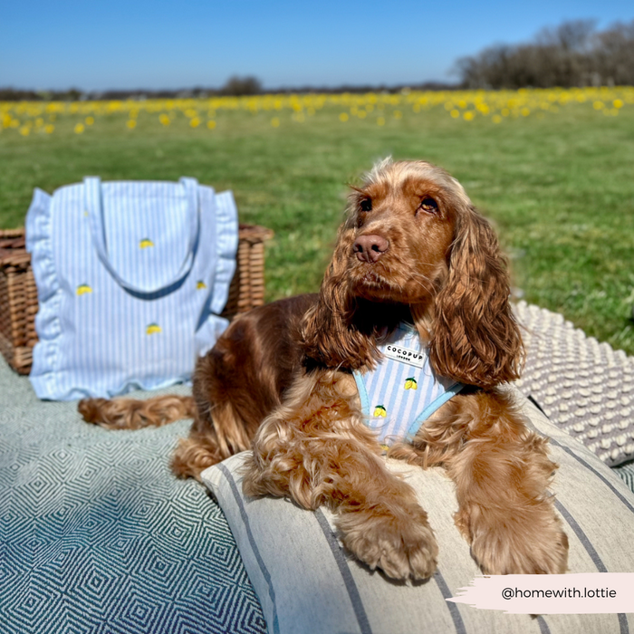 Brown dog on a blanket beside a yellow lemon-patterned tote bag and basket, surrounded by yellow flowers outdoors.