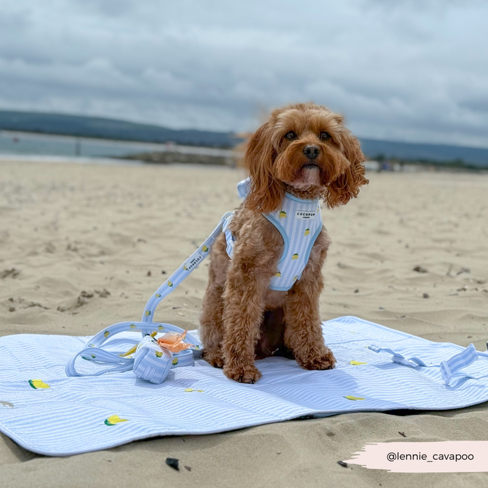Dog on sandy beach sitting on yellow lemon-patterned Cocopup London travel mat and blanket set under a cloudy sky.