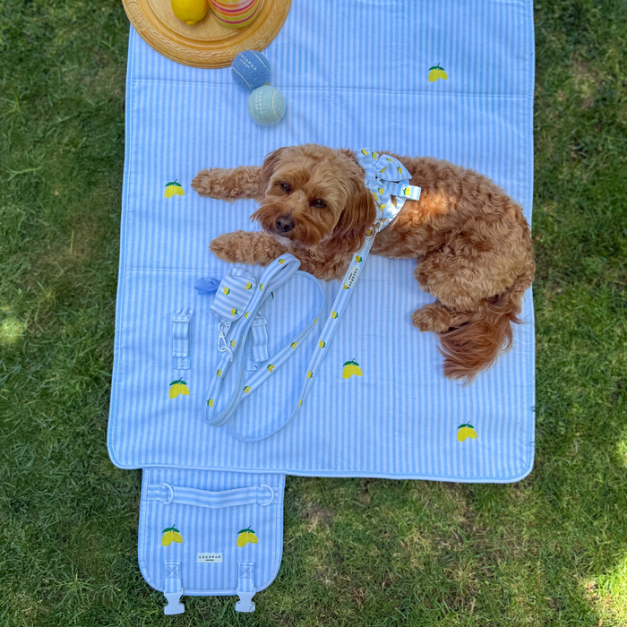 Small brown dog on yellow lemon-patterned Cocopup London travel mat with harness and leash, outdoors.