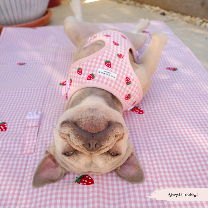 Dog in a pink strawberry-pattern harness lies upside down, smiling on a Cocopup London Strawberry Picnic Pup travel mat.