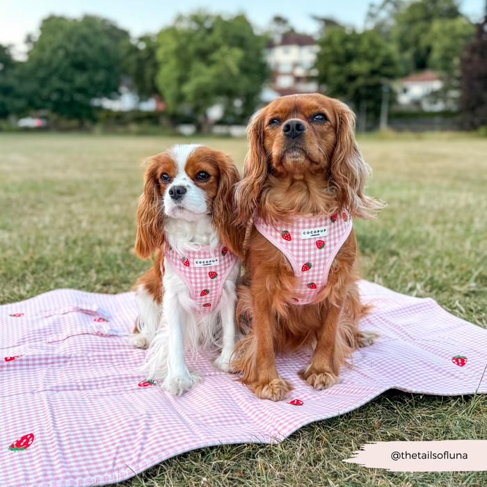 Two Cavalier King Charles Spaniels in red strawberry harnesses sit on a pink patterned Cocopup London travel mat outdoors.