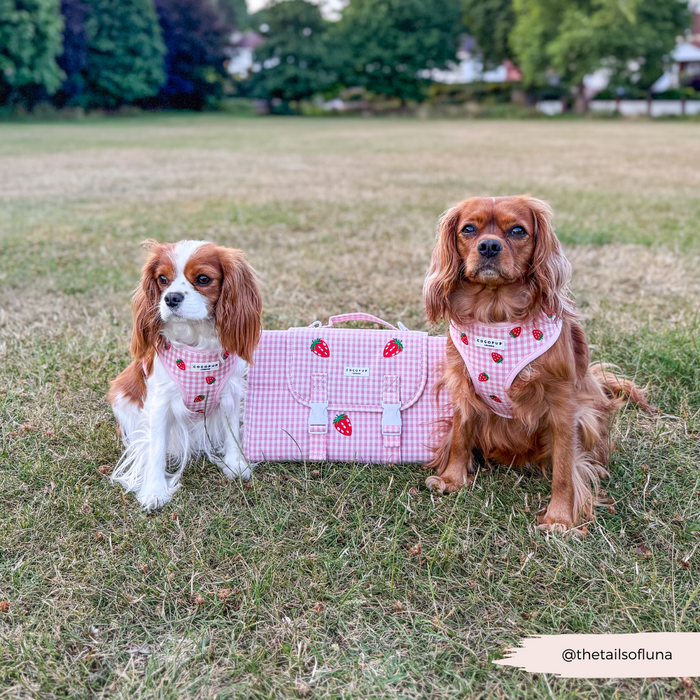 Two Cavalier King Charles Spaniels on a pink checkered Cocopup London travel mat beside a matching bag.