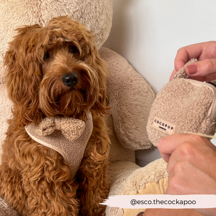 Cockapoo in a tan harness with Teddy Rupert Treat Pouch sits beside a plush teddy bear.