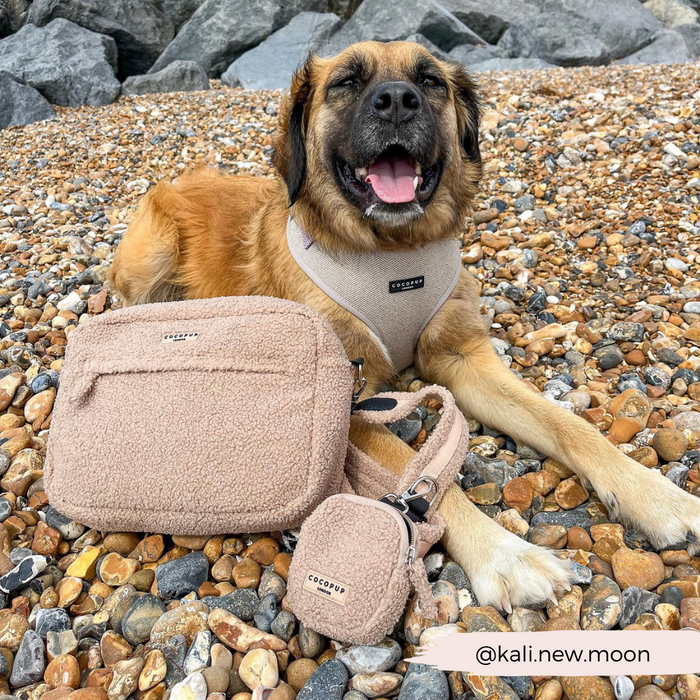 A happy dog on the beach with a tan Cocopup London teddy fleece treat pouch and matching teddy accessories.