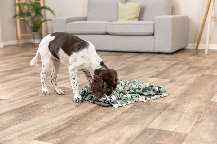 Spaniel foraging for treats in the Trixie snuffle mat on a wooden floor