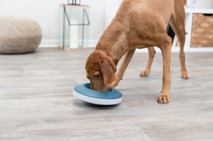 Vizsla eating from the Trixie Slow Feeding Rocking Bowl at home