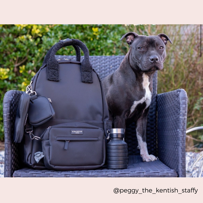 Black staffy on a chair beside the black Cocopup London Ultimate Rucksack Bundle.