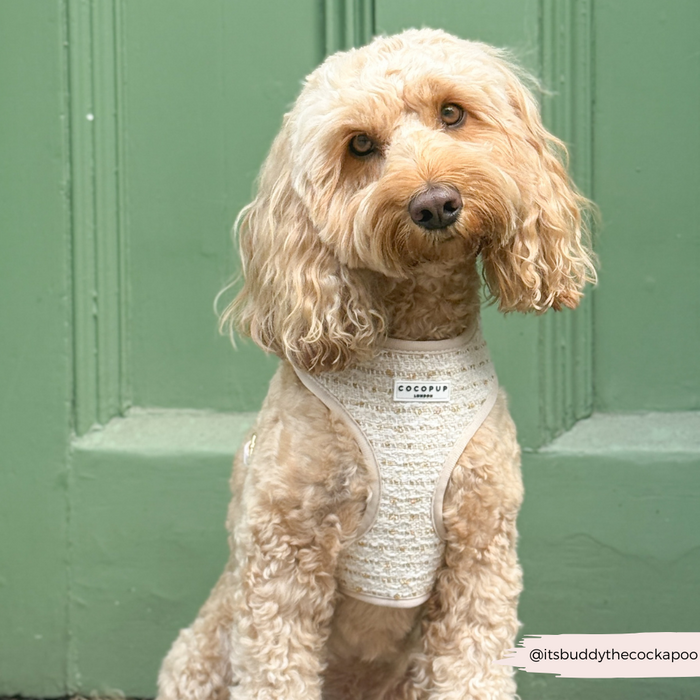 Light brown dog by a green door wearing a vanilla textured tweed adjustable harness from Cocopup London.