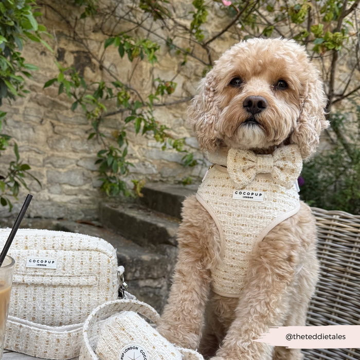 Fluffy dog wearing a vanilla textured tweed adjustable neck harness sits outside next to matching Cocopup London accessories.