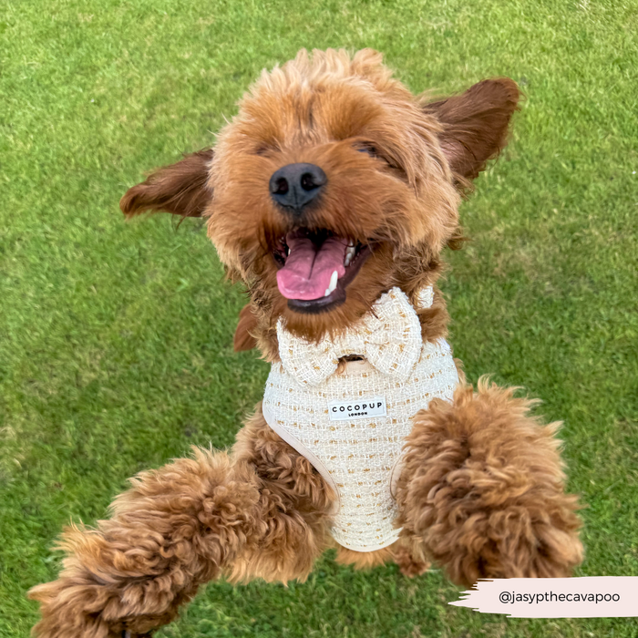 Brown dog wearing a vanilla textured tweed Cocopup London harness jumping on grass.