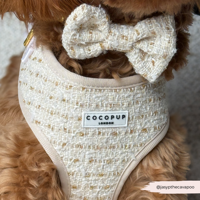 Cavapoo in a cream and gold textured tweed bow tie and matching harness.