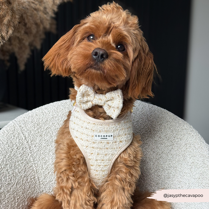 Fluffy brown dog wearing a vanilla textured tweed adjustable harness by Cocopup London, sitting on a textured chair.