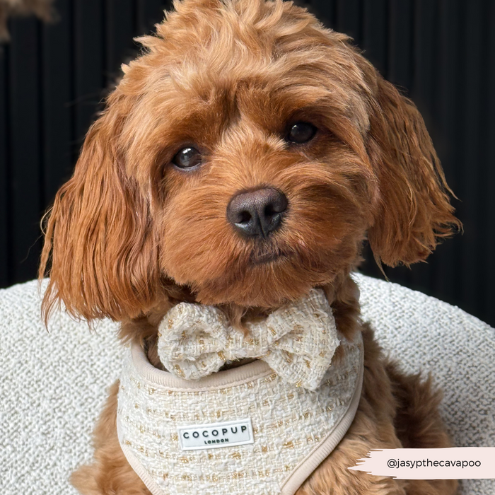 Golden Cavapoo puppy wearing a vanilla textured tweed bow tie from Cocopup London.