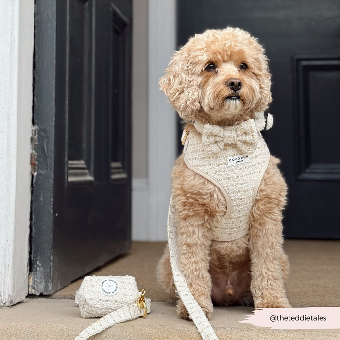 Tan dog in a cream harness with a Cocopup London vanilla textured tweed lead sits by a black door.