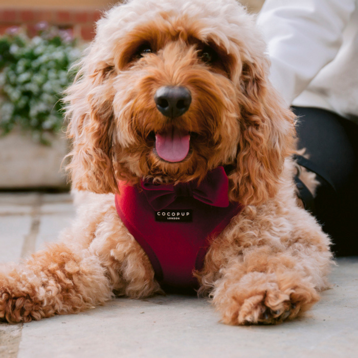Fluffy brown dog wearing a berry red velvet Cocopup London harness, lying on pavement beside a person.