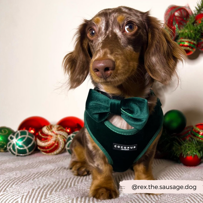 Dachshund in a forest green velvet Cocopup London harness sits among festive decorations.