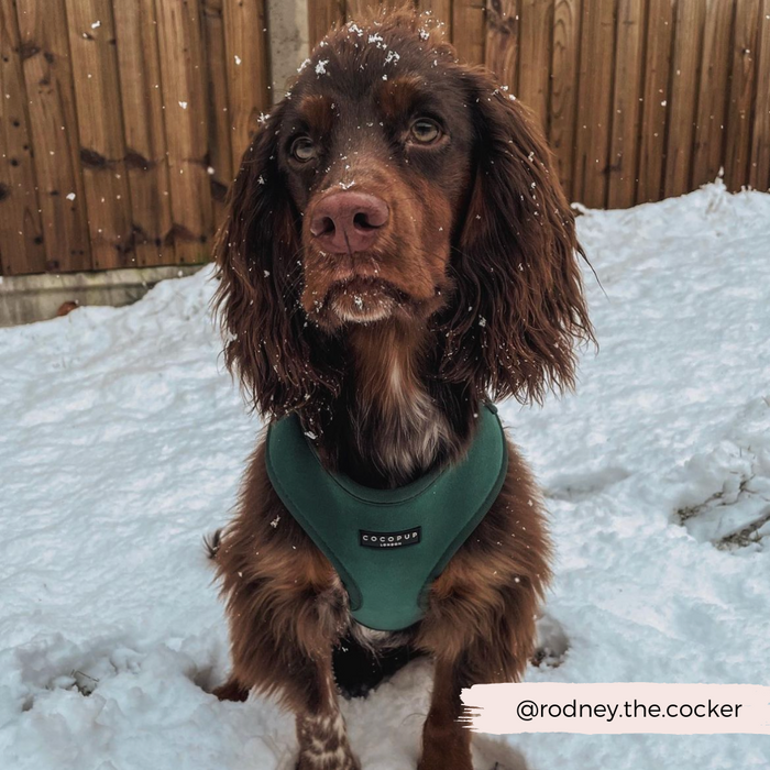 Brown dog wearing a green velvet adjustable harness sits in snow near a wooden fence.