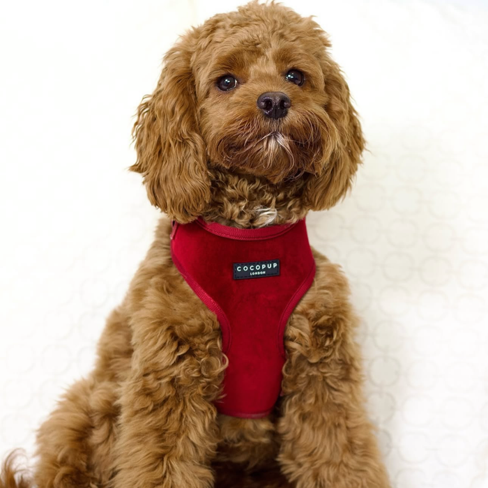 Brown dog in a berry red velvet harness sits facing forward against a light background.