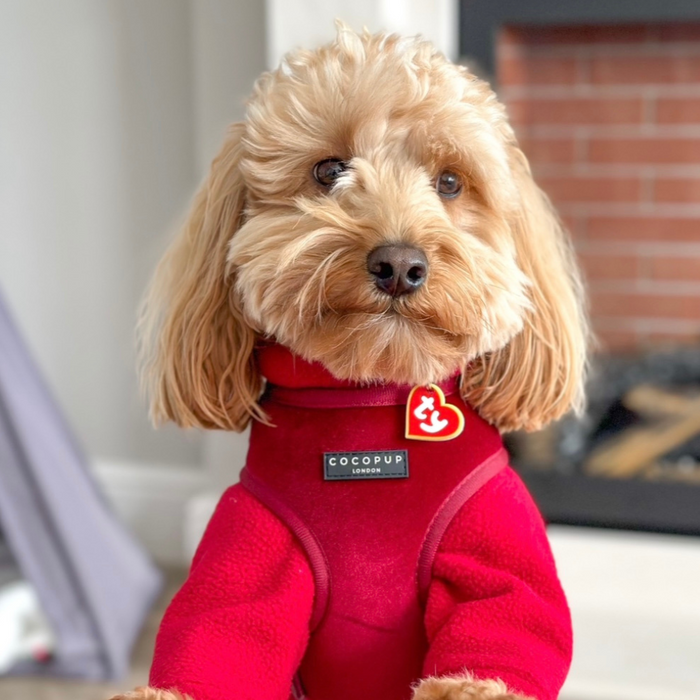 Fluffy dog wearing a berry red velvet collar sits by a fireplace, facing the camera.