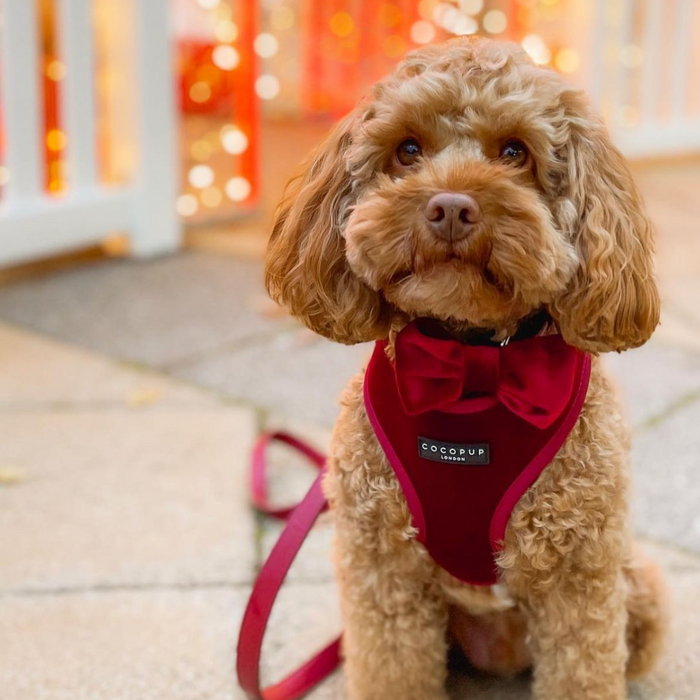 Fluffy brown dog in a berry red velvet harness, lead, and collar set from Cocopup London with soft festive lighting behind.