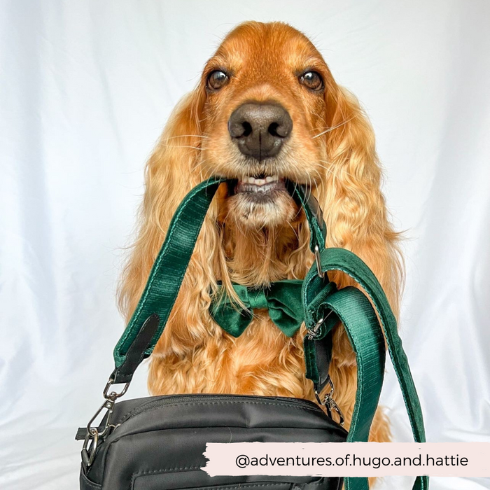 Dog in a bow tie poses with a forest green velvet Cocopup London bag strap and matching bag.