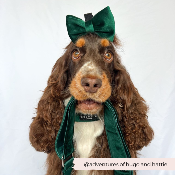 Brown and white dog with long ears wears Cocopup London forest green velvet bag strap on a plain white background.