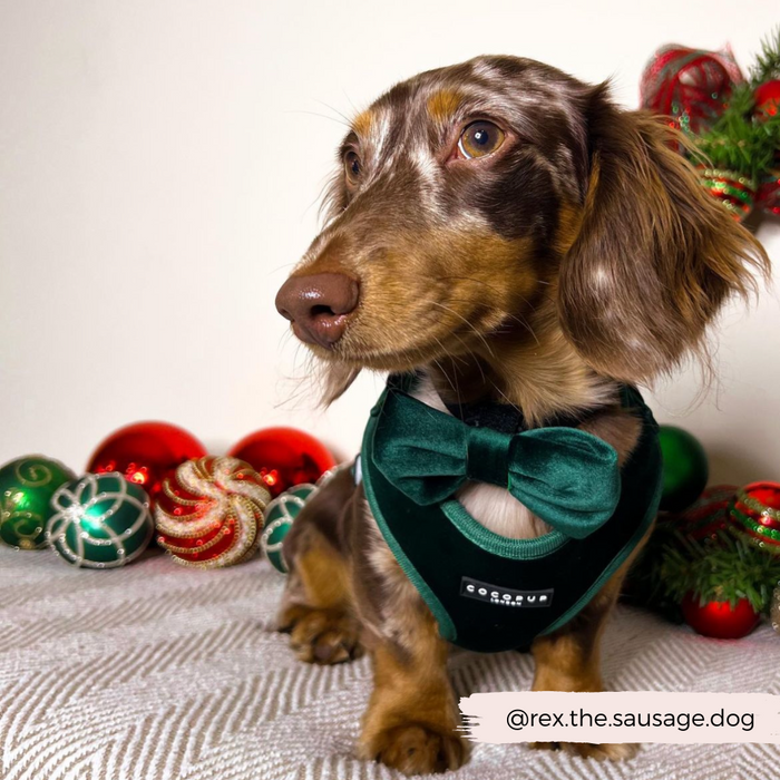 Brown dachshund in a forest green Cocopup London velvet bow tie, sitting on a rug with festive decorations.