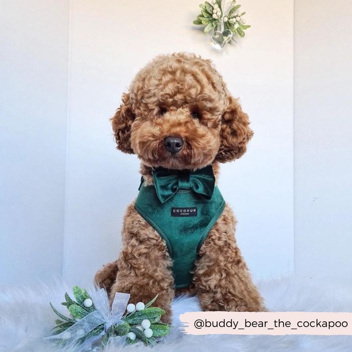 Curly brown dog wearing a forest green velvet bow tie sits on white fur beneath mistletoe.