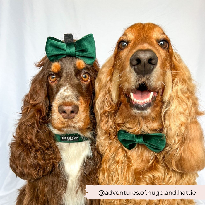 Two brown spaniels side by side wear Cocopup London forest green velvet bow ties.