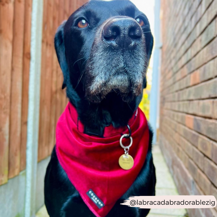 Black dog wearing a berry red velvet Cocopup London collar stands between brick walls, looking upward.