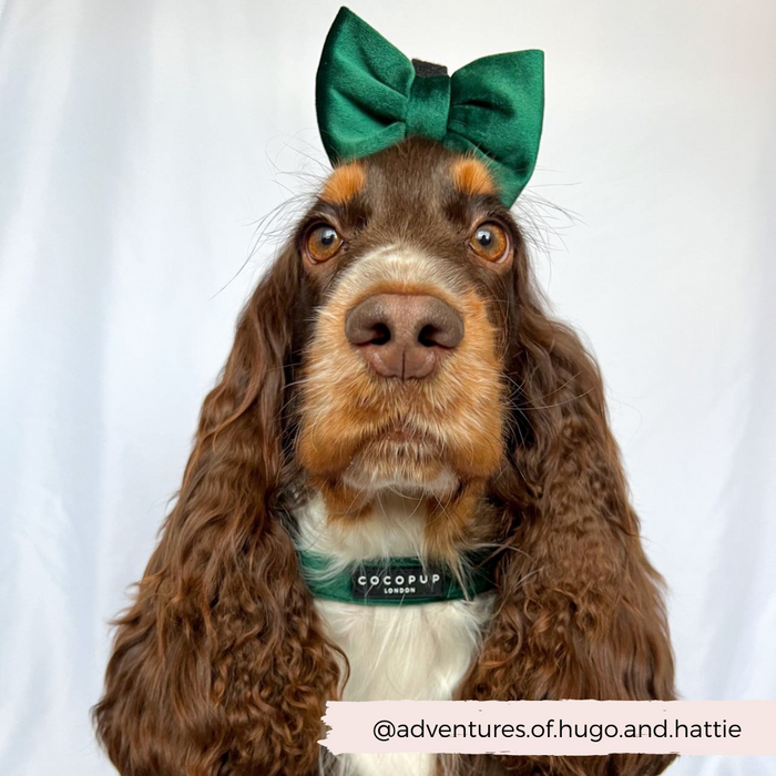 brown dog wearing green velvet cocopup collar