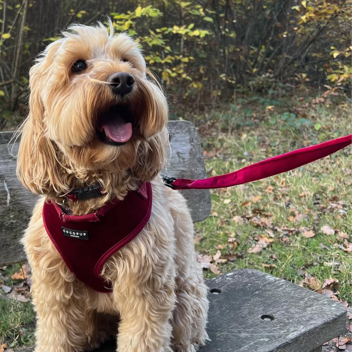 Tan dog in a red harness sits on a bench next to a berry red velvet dog lead; autumn leaves on the ground.
