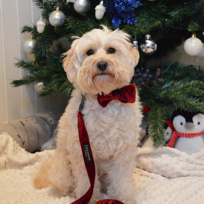 Fluffy dog wearing a berry red velvet lead sits near a Christmas tree with plush penguin toys.