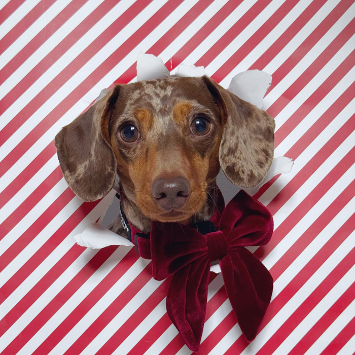 Dachshund wearing a red velvet sailor bow tie peeks through striped paper, facing the camera.