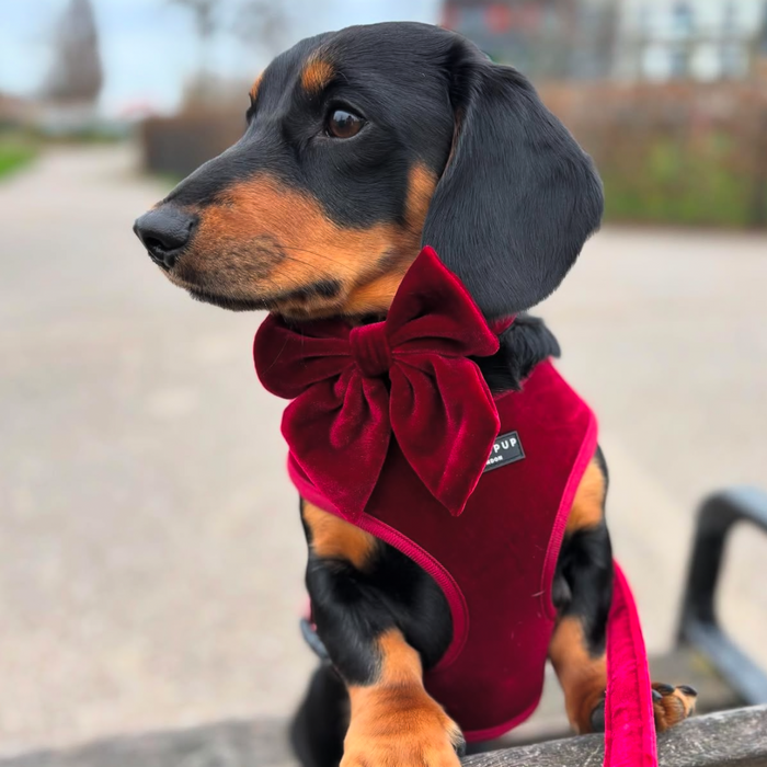 Dachshund puppy wearing a berry red velvet sailor bow tie sits on an outdoor bench.