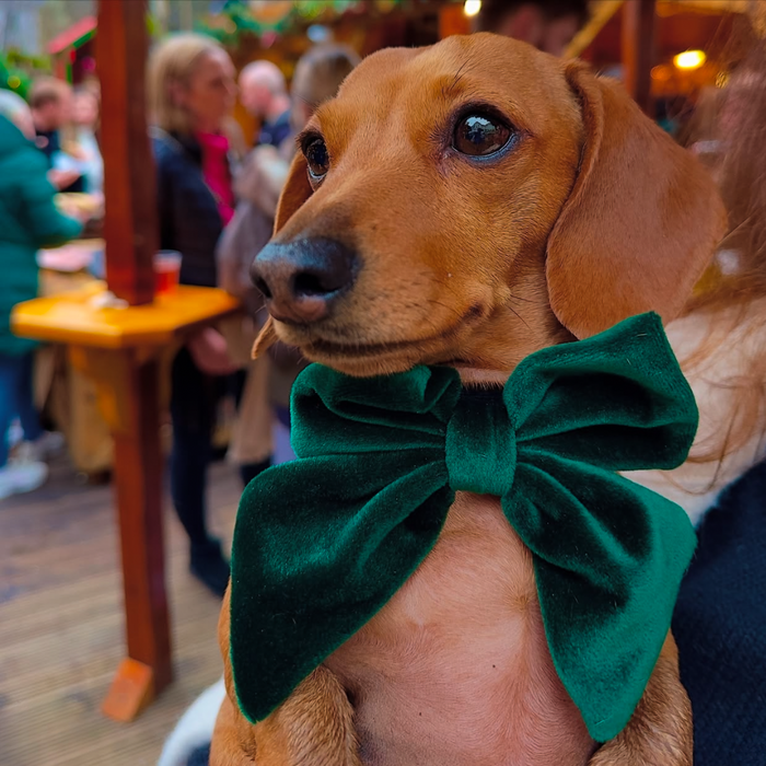 Dachshund wearing a forest green velvet sailor bow tie at an outdoor event.