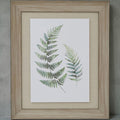 Watercolour Fern Duo In Washed Wood Frame