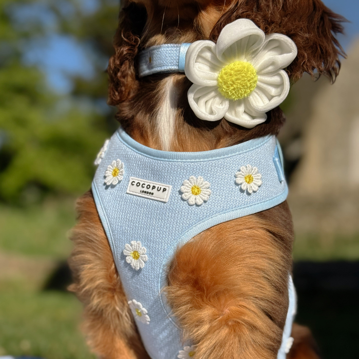 Dog wearing blue harness, lead, and collar set with daisy pattern, shown outdoors in bright natural light.