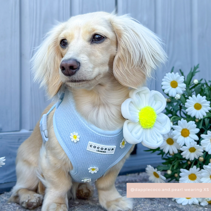 Cream dachshund in blue harness wearing a white daisy collar flower by Cocopup London, sitting by a blue door.