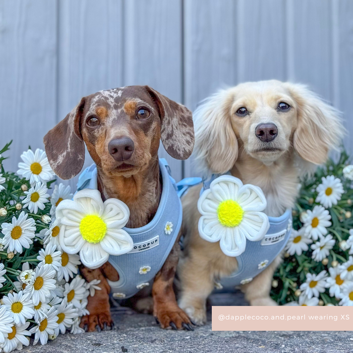 Two dachshunds in Cocopup London white daisy collars sit among white daisies by a gray wooden fence.